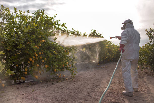 Best Affordable Pest Control Services  in St Matthews, KY