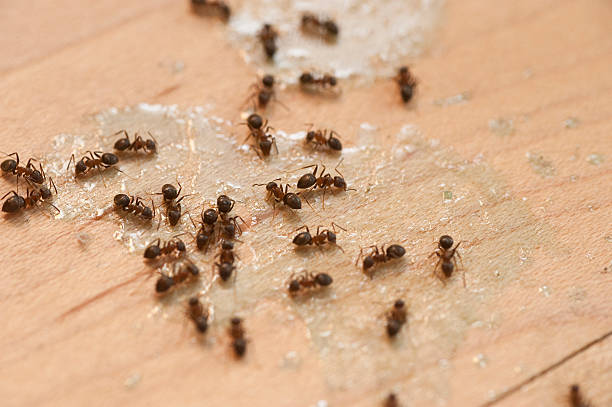 Pest Prevention Services in St Matthews, KY