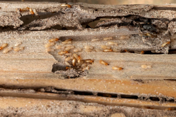 Best Flea Control Services  in St Matthews, KY