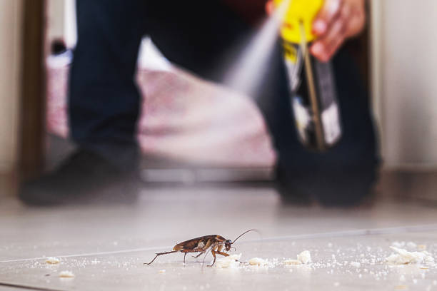 Best Bed Bug Extermination  in St Matthews, KY