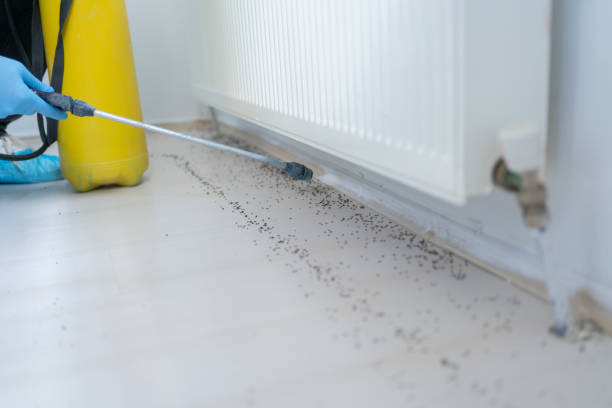 Best Wasp Removal Services  in St Matthews, KY