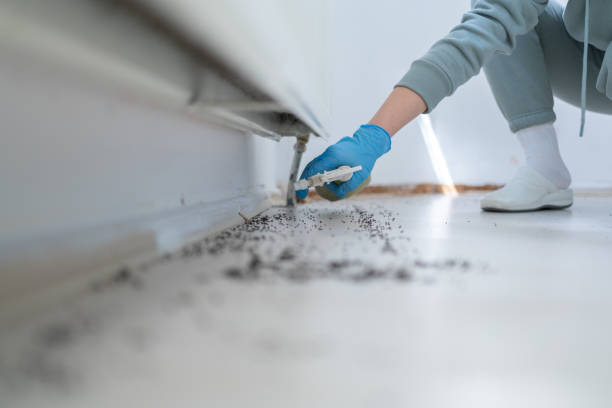 Best Termite Control Services  in St Matthews, KY